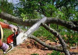 Why Choose Our Tree Removal Services in Anchorage, AK?